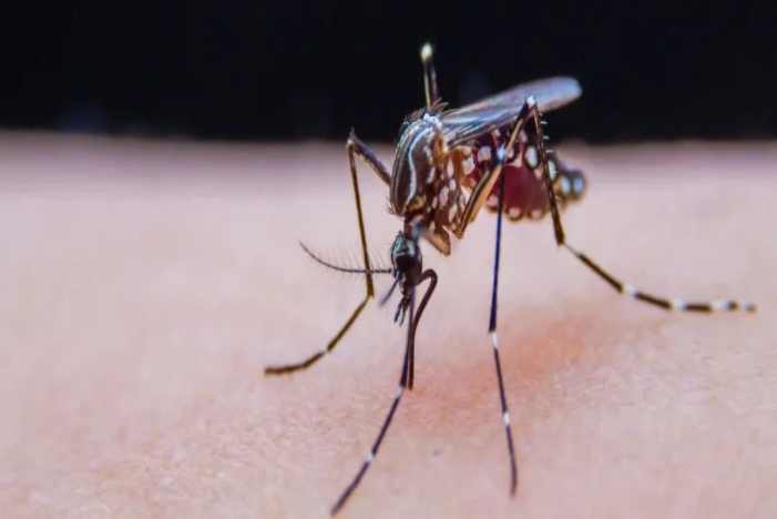 中國疾控中心提示:夏季警惕這2種蚊媒傳染病!基孔肯雅熱和登革熱!